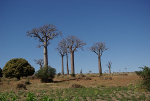 Baobab