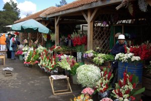 Antananarivo (Blumenmarkt)