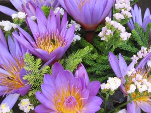 Antananarivo (Blumenmarkt)