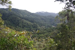 Ranomafana (Regenwald)
