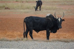 Zebu